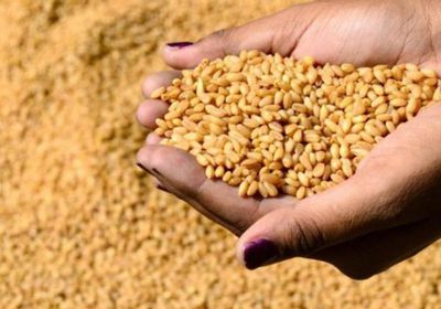 مصر.. مخزون القمح يكفي لـ 6.6 شهر