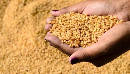 مصر.. مخزون القمح يكفي لـ 6.6 شهر