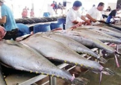 قائمة أسعار الأسماك في أسواق عدن