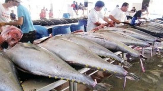 قائمة أسعار الأسماك في أسواق عدن