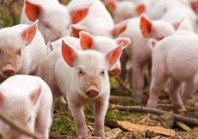 حمى الخنازير تجتاج مناطق في كوريا الجنوبية