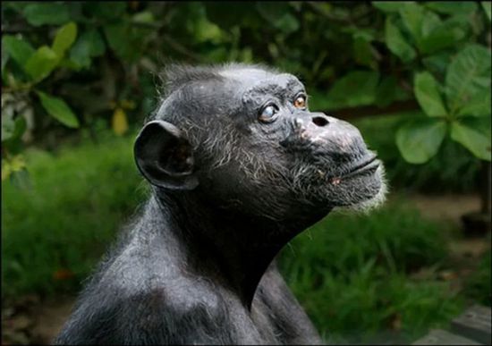 نفوق أكبر شمبانزي في غينيا عن عمر 71 عاما