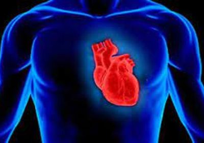 بروتين يساعد على تجديد خلايا عضلة القلب