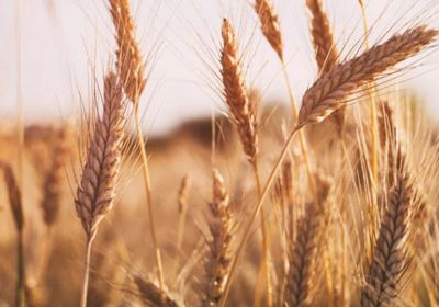 الزراعة الأمريكية تخفض توقعاتها لصادرات القمح لأدنى مستوى