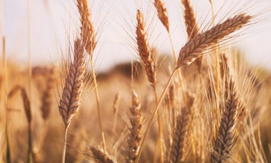 الزراعة الأمريكية تخفض توقعاتها لصادرات القمح لأدنى مستوى