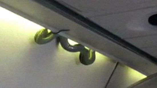 ثعبان يثير ضجة على متن طائرة بأمريكا