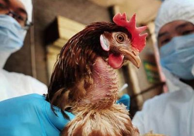 فيتنام تسجل أول حالة إصابة بشرية بإنفلونزا الطيور