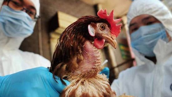 فيتنام تسجل أول حالة إصابة بشرية بإنفلونزا الطيور