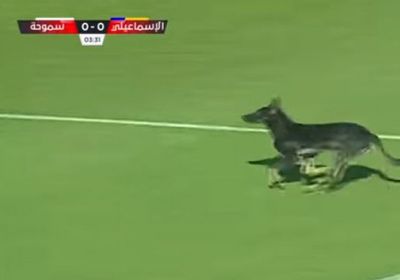 في واقعة غريبة.. كلب يوقف مباراة بالدوري المصري (فيديو)