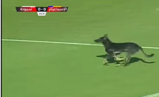 في واقعة غريبة.. كلب يوقف مباراة بالدوري المصري (فيديو)