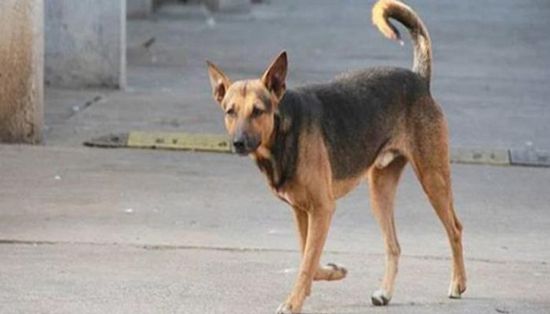 كلب يتسبب في جريمة قتل بشعة في مصر