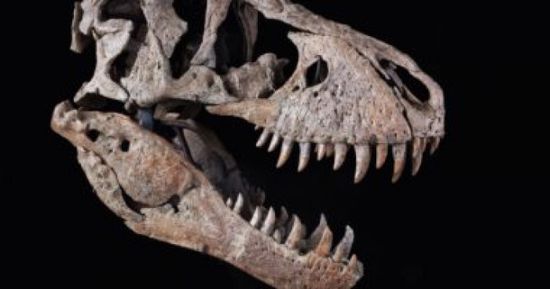 مزاد عالمي لبيع جمجمة ديناصور بأمريكا