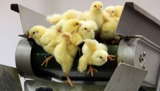 علماء يتوصلون لابتكار دجاج يضع الإناث فقط