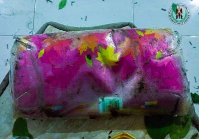 خلال تمشيط ساحل أبين.. حزام طوق عدن يضبط 10 كيلوجرام حشيش