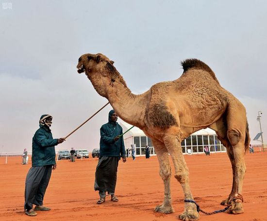 مرض غامض يقضي على الإبل بالسعودية