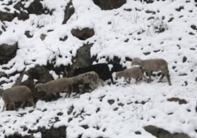 ارتفاع حصيلة الطقس السيء في أفغانستان