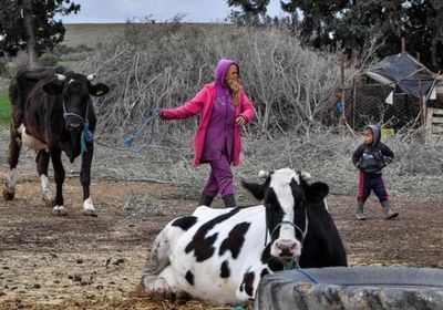 صناعة الحليب تواجه أزمة حادة في تونس