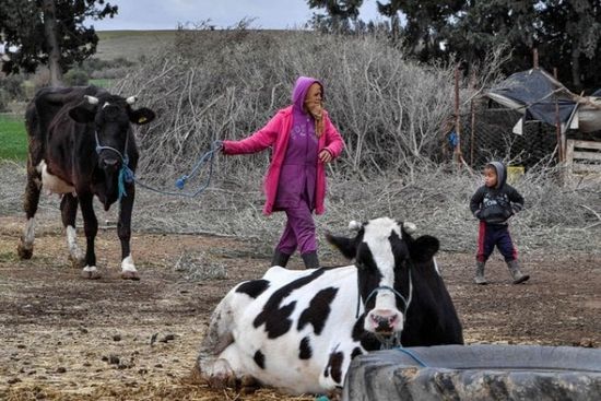 صناعة الحليب تواجه أزمة حادة في تونس