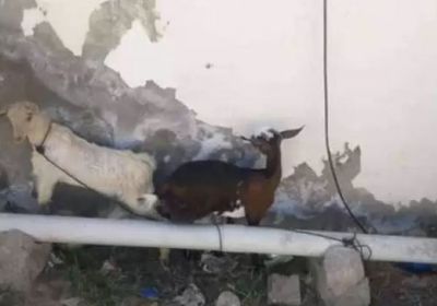 القبض على سارقي معدات بحرية وأغنام بالشحر