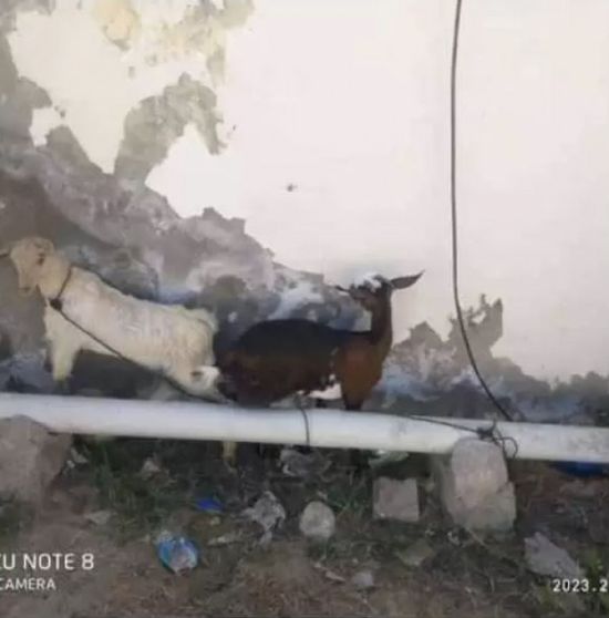 القبض على سارقي معدات بحرية وأغنام بالشحر