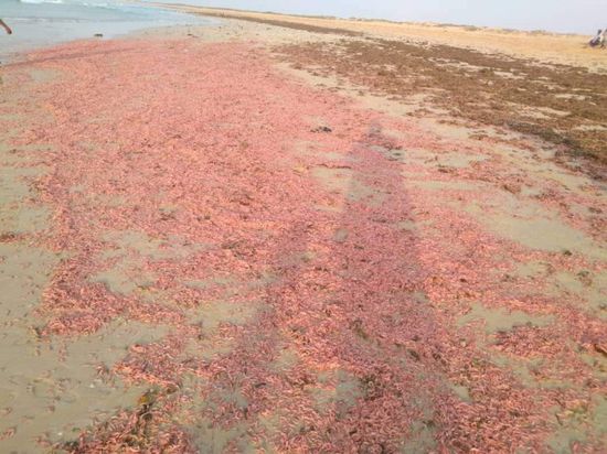 نفوق الروبيان على شواطئ الريدة الشرقية