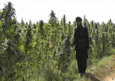 طالبان تحظر زراعة القنب في أفغانستان