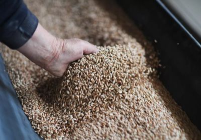 انخفاض أسعار القمح في الأسواق العالمية بتمديد اتفاق تصدير الحبوب