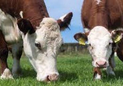 الصين ترفع حظرها عن استيراد لحوم البقر من البرازيل