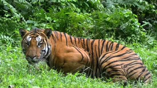 عدد النمور البرية في الهند يتخطى عتبة ثلاثة آلاف