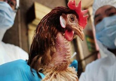 تسجيل أول حالة وفاة بإنفلونزا الطيور في الصين