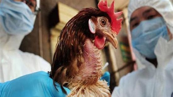 تسجيل أول حالة وفاة بإنفلونزا الطيور في الصين