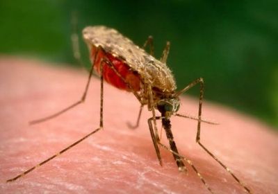 ارتفاع عدد الإصابات بالملاريا في ملاوي 