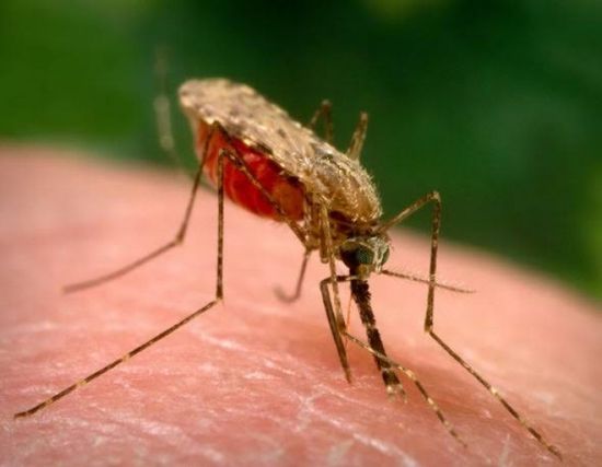 ارتفاع عدد الإصابات بالملاريا في ملاوي 