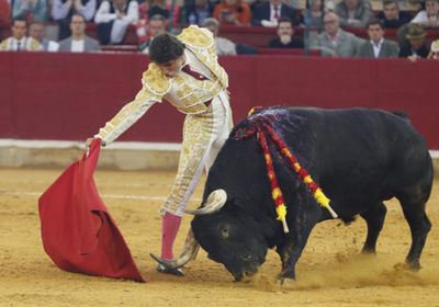 إسبانيا تحظر عروض مصارعة الثيران يشارك فيها الأقزام