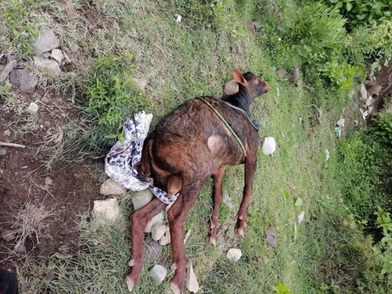 مزارع يهاجم بنات جاره بالرصاص ويقتل أغنامهن في العدين