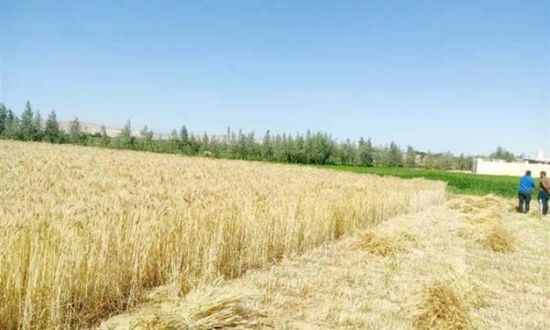 ارتفاع احتياطي مصر من القمح إلى 4.1 شهر
