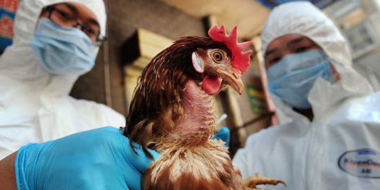 البرازيل تؤكد لأول مرة رصد إصابات بإنفلونزا الطيور