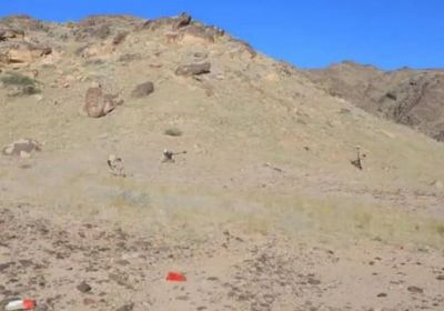 مشروع مسام يعلن 1085 لغما حوثيا خلال أسبوع