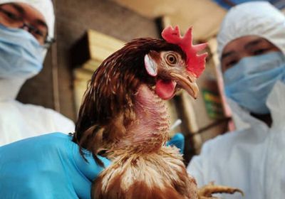 فرنسا تعتزم إطلاق برنامج لقاحات ضد إنفلونزا الطيور