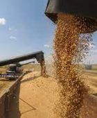المفوضية الأوروبية تمدد القيود على استيراد الحبوب الأوكرانية