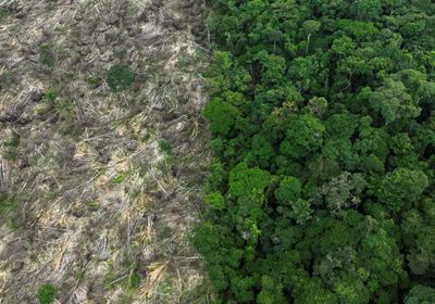 تراجع معدل إزالة الغابات في الأمازون البرازيلية
