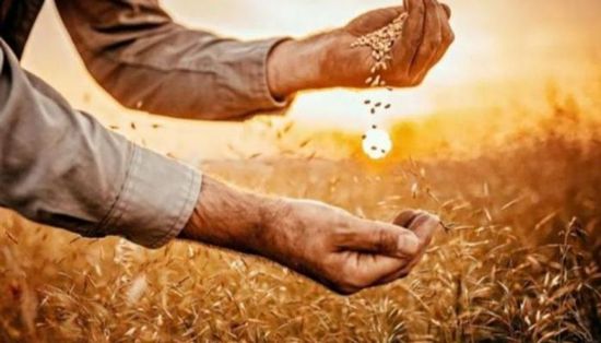 العراق يحقق الاكتفاء الذاتي من القمح