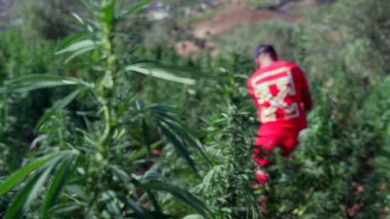 اكتشاف مستودع ضخم لزراعة القنب في الريف الفرنسي