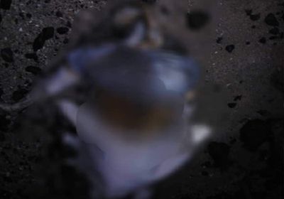 العثور على جثة صياد من ضحايا قارب غارق بسواحل أبين