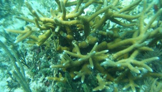 ارتفاع الحرارة يهدد الشعاب المرجانية في فلوريدا
