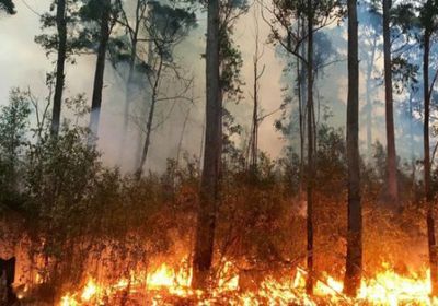 الحرائق تلتهم 10 ملايين هكتار من الغابات في كندا