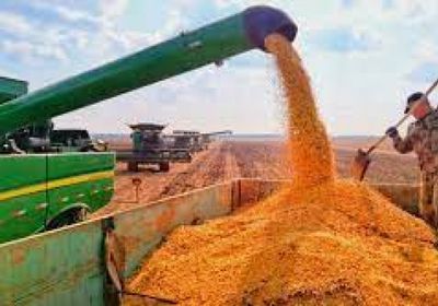 الأمطار الغزيرة تضرب إنتاج القمح في الصين