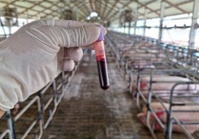 صربيا والبوسنة وكرواتيا تكافح حمى الخنازير الأفريقية