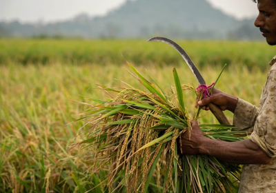 حظر الهند لتصدير أصناف الأرز يثير ذعر مستهلكي العالم