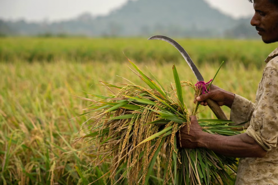 حظر الهند لتصدير أصناف الأرز يثير ذعر مستهلكي العالم
